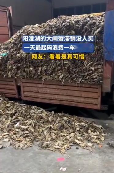 阳澄湖大闸蟹滞销原因挺简单的，就是太贵了！大闸蟹不是普通老百姓消费起的，买一两个