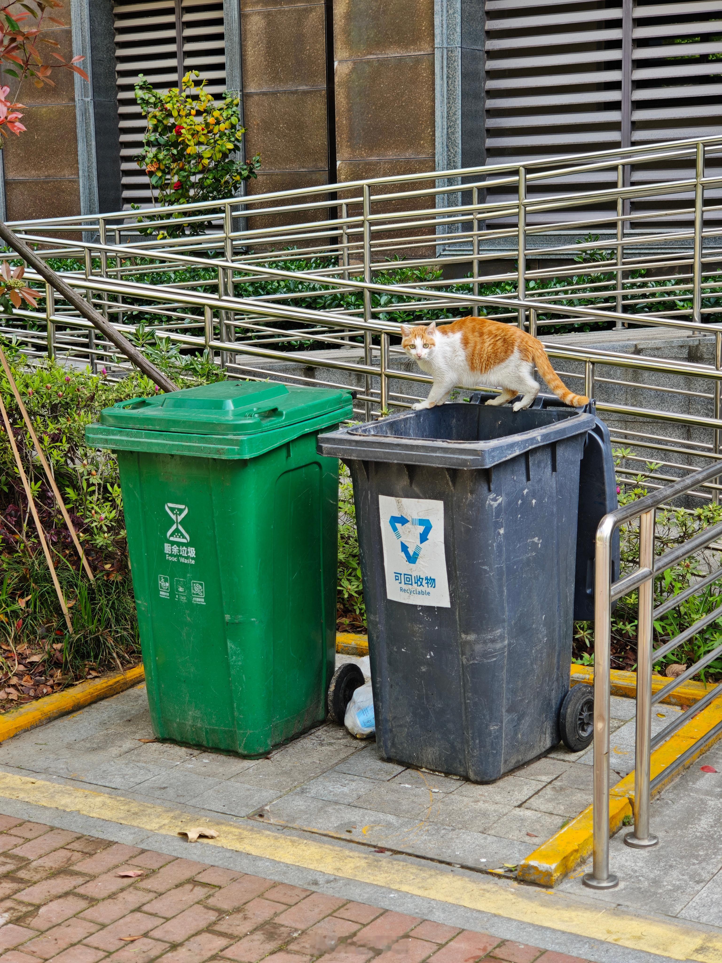 为啥别人小区的流浪猫可以胖成「卡车」。我们这儿的猫就很瘦。明明有人喂，还要翻垃圾