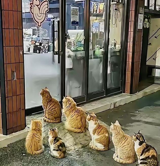 谁能想到一家快要撑不下去的小店，竟然靠着一群流浪猫逆风翻盘。北京这位烤鸡店主，宁