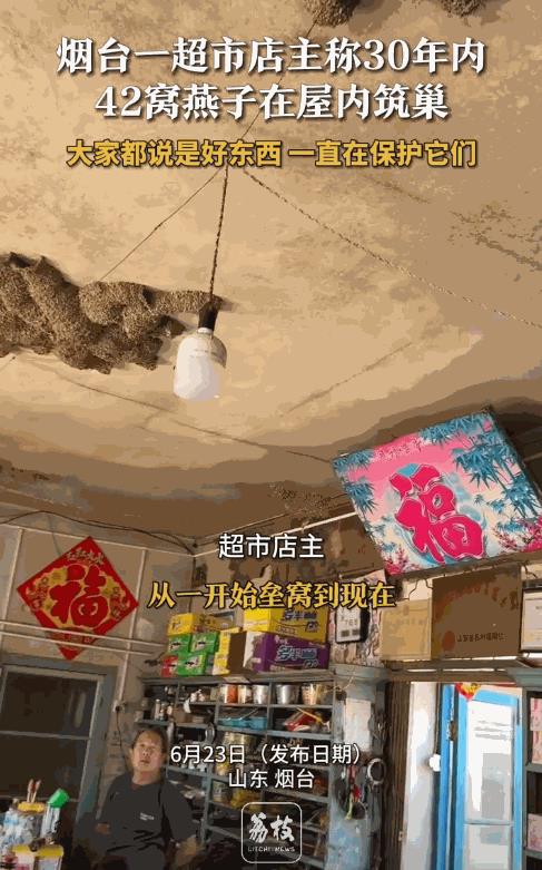 “万物皆有灵！”山东烟台，一超市内有42窝燕子在屋里筑巢，它们每天都会在店铺关门