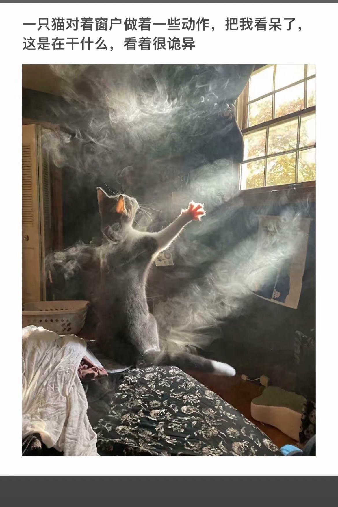 猫咪窗前“招手”，迷雾缭绕如仙境
