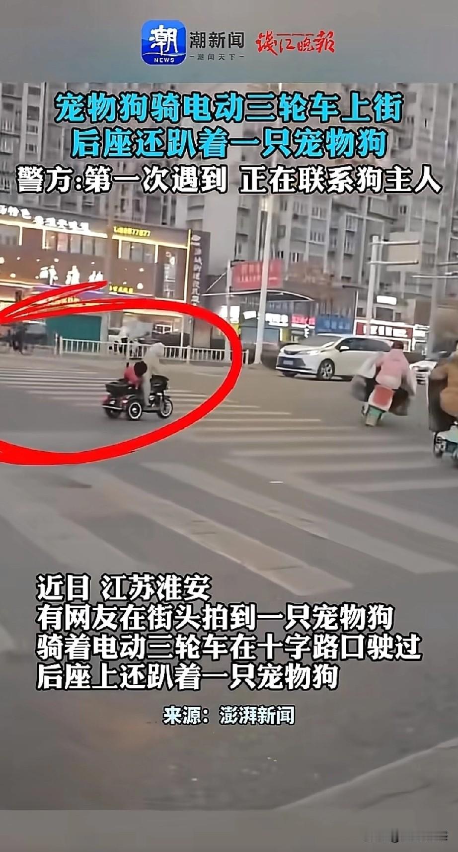 宠物狗骑电动车，惊现在道路上，这真是少有的奇事。发生的地点是江苏淮安，网友拍下了