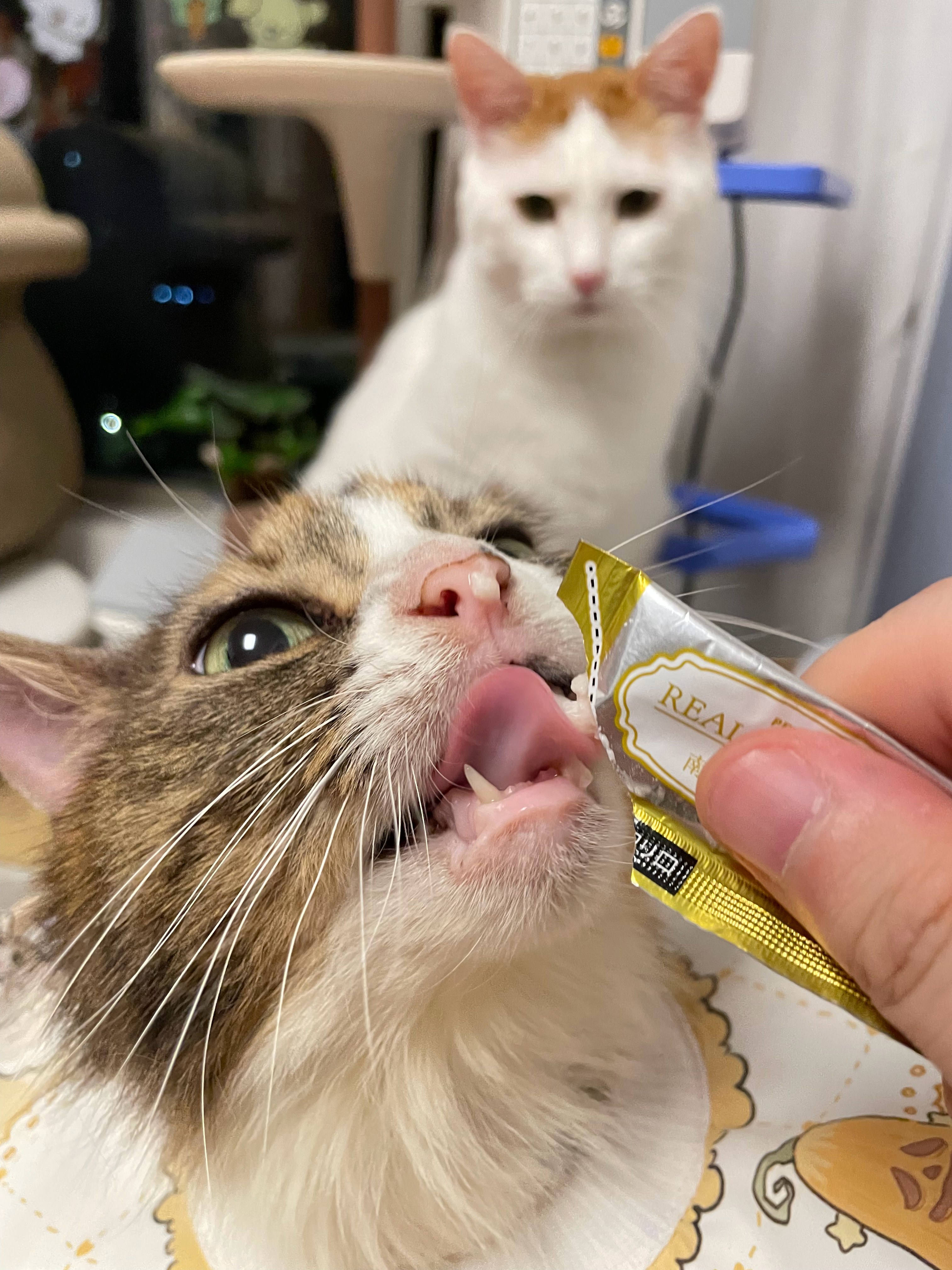 每次妹妹补完液吃猫条，背后就会多出一双幽怨的眼睛