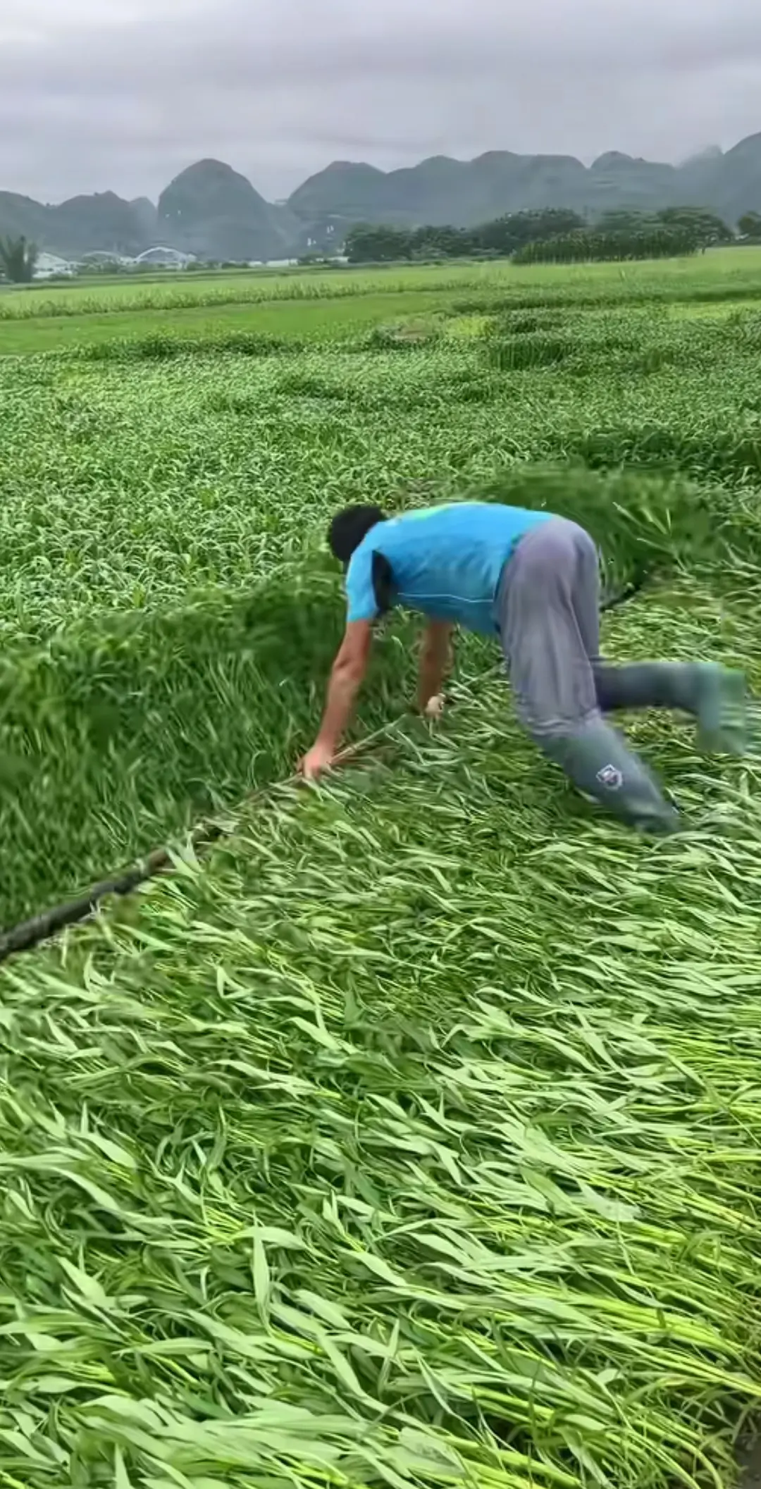 他为什么要弄倒这些农作物？