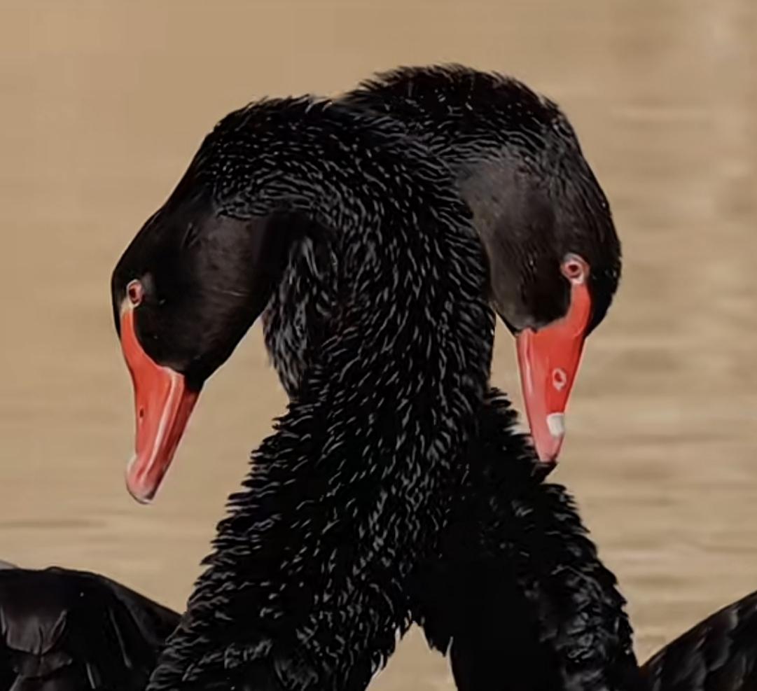 黑天鹅恩爱十年，为新欢抛弃旧爱。这个年代连象征忠贞爱情的天鹅，都开始出轨了