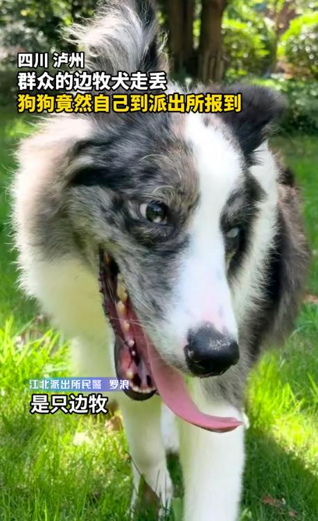 这狗子怕不是成精了！8月15日成都发布报道，四川泸州江阳区，市民家养的爱犬外出走