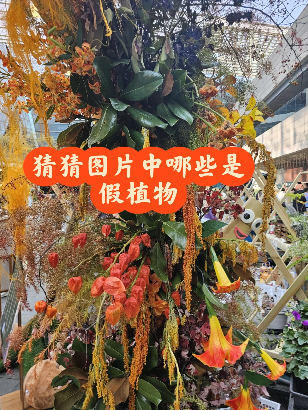 猜猜哪些是真植物，那些是假植物