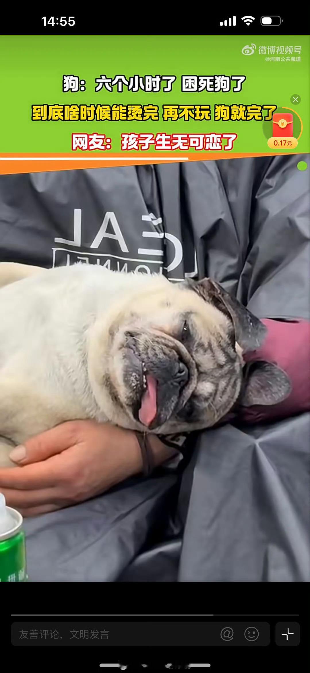 安徽一大姨烫头6小时狗都等emo了生无可恋具像化了