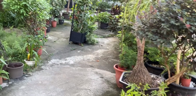 郭碧婷爸爸晒向家给女儿买的地，光花园就上百平，鸟语花香好怡人​​​
