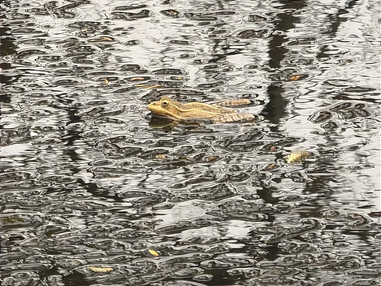 青草池塘处处蛙。小野塘里又长满了水草。蛙声又升起，清脆亲切。总记得小时候的蛙