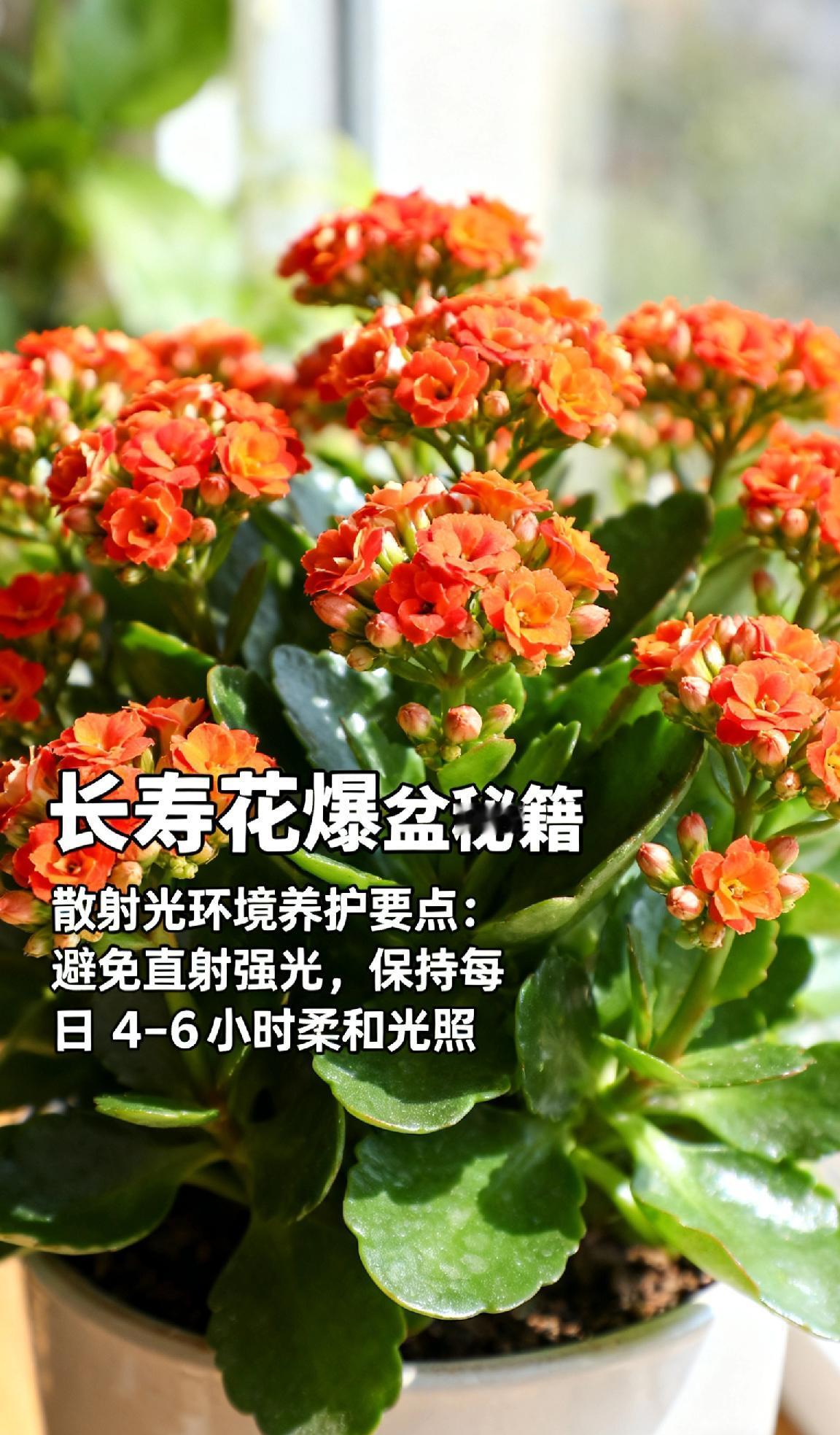 🌿**长寿花爆盆秘籍｜做好这几点，花球挤满盆！**想让你家的长寿花呼