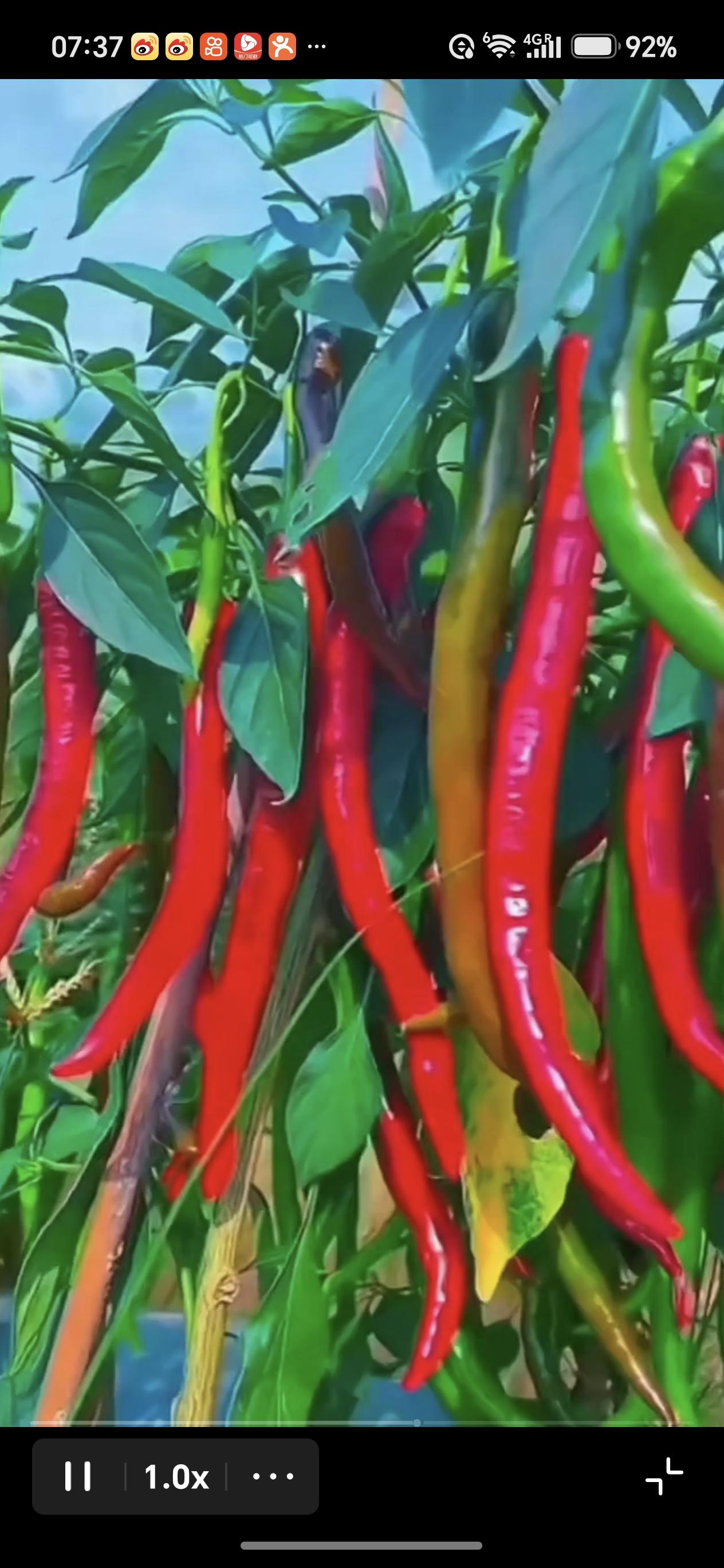 分享菜园子里的风景菜园里红红辣椒挂满枝头，南瓜花静静绽放，嫩果藏在绿叶间，一草一
