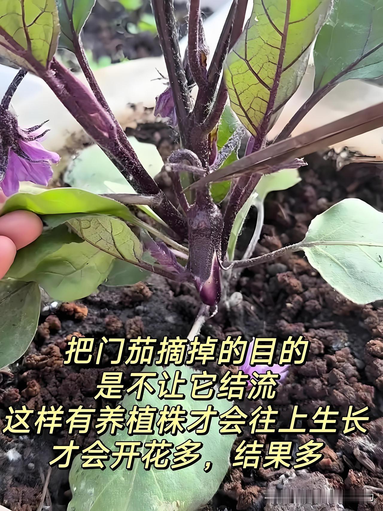 茄子高产必看！整枝打叉这样做，结得又多又大种茄子的菜友注意啦！想让茄子挂满