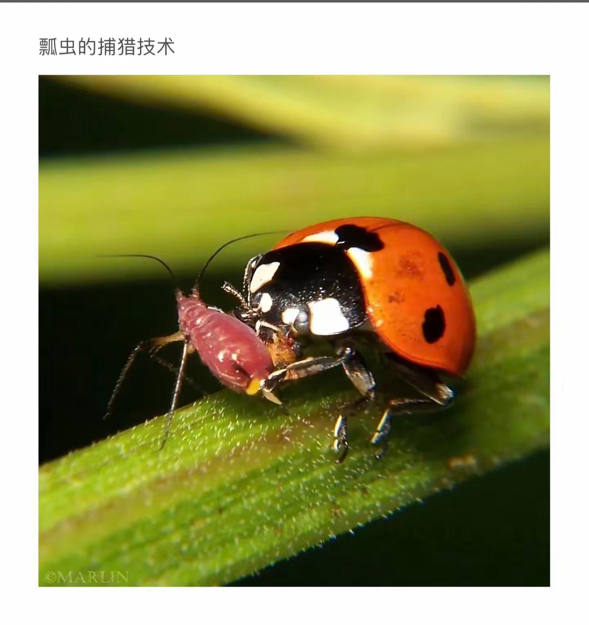 瓢虫捕猎技巧大揭秘！🐞🐜