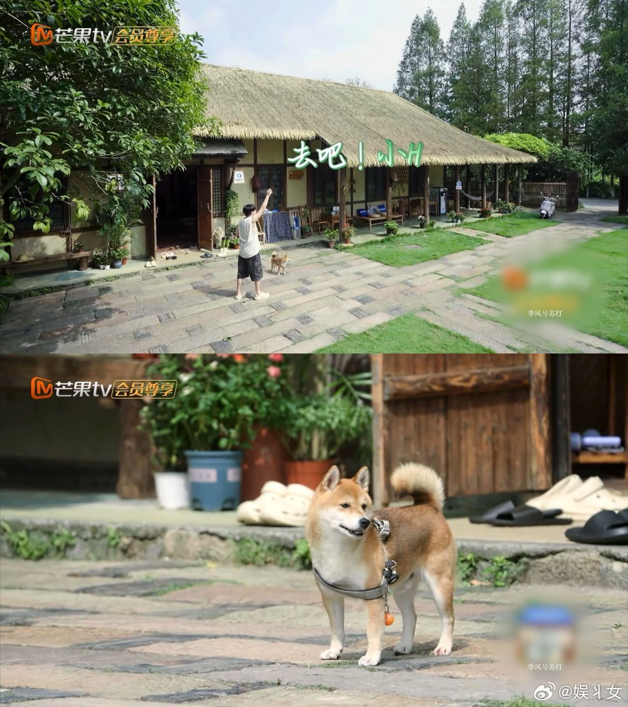 吴泽林演了一集倒霉熊《向往的生活》吴泽林笑不活了！别人田园岁月静好，他全程状况