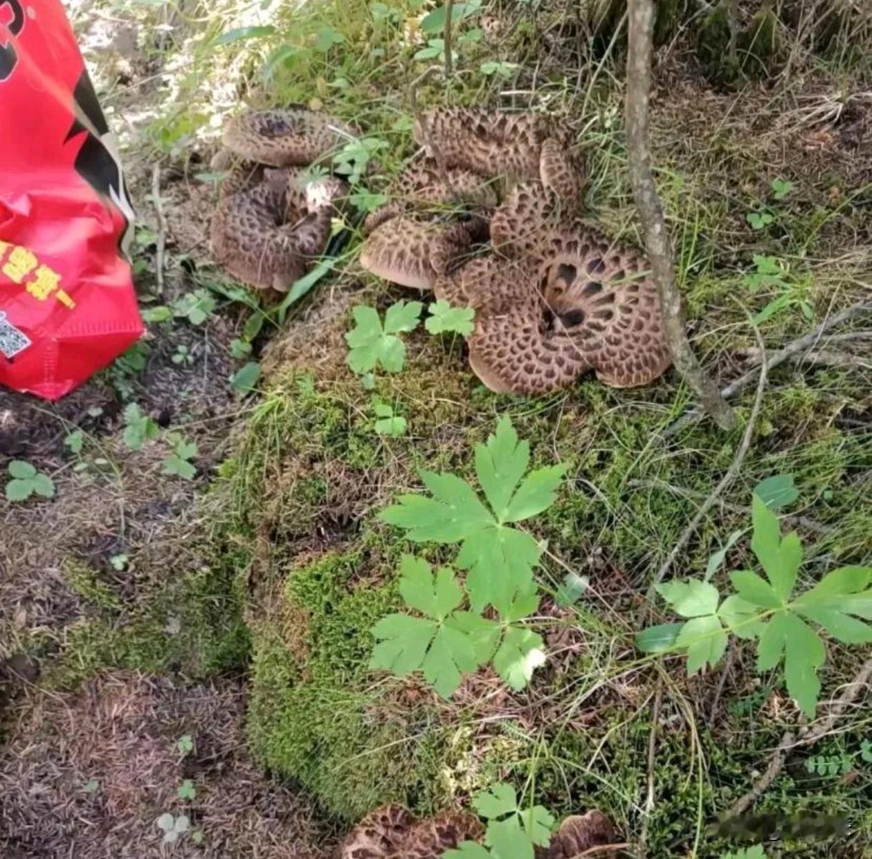 爬山遇到这个怎么办？