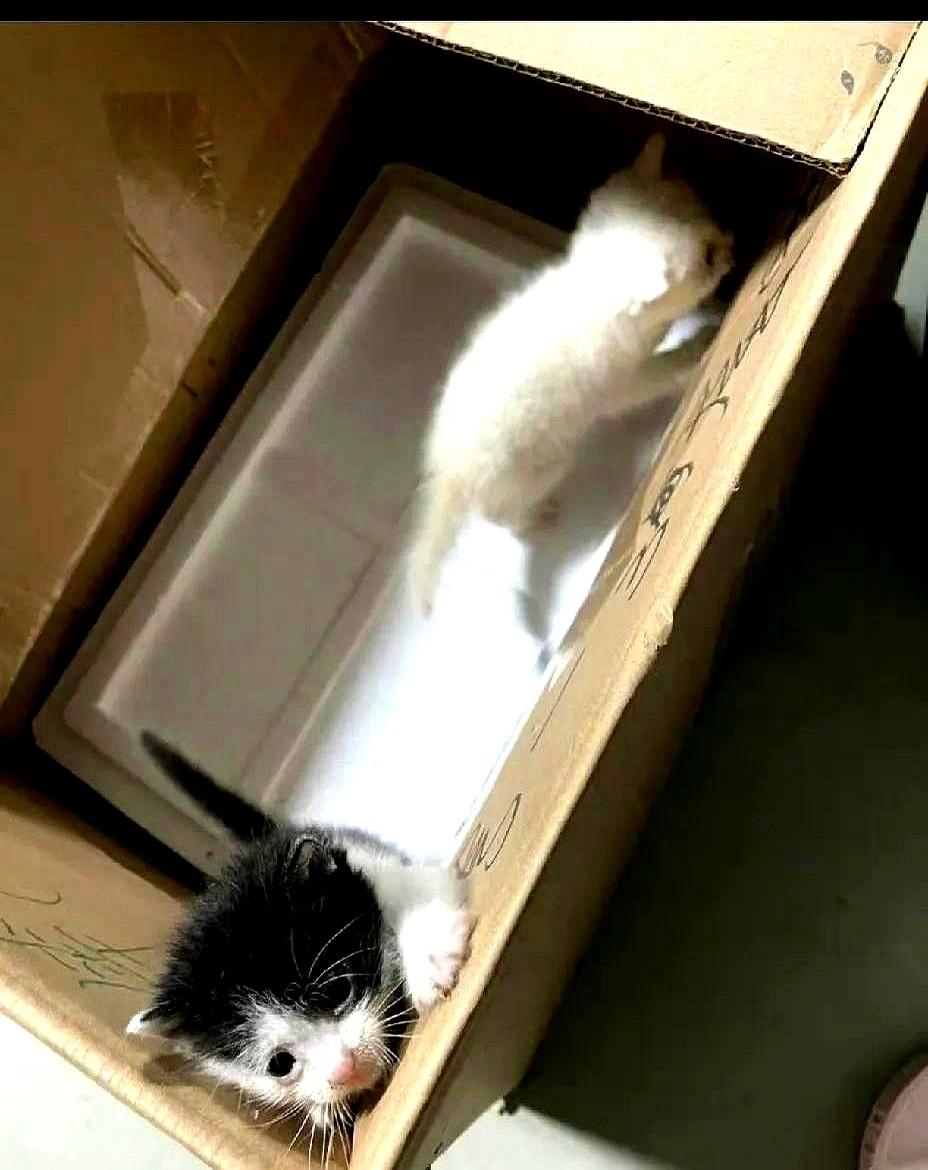 孙俪家的猫成精了！谁能想到镜头前气场两米八的娘娘，私底下被一只叫海盗的狸花猫