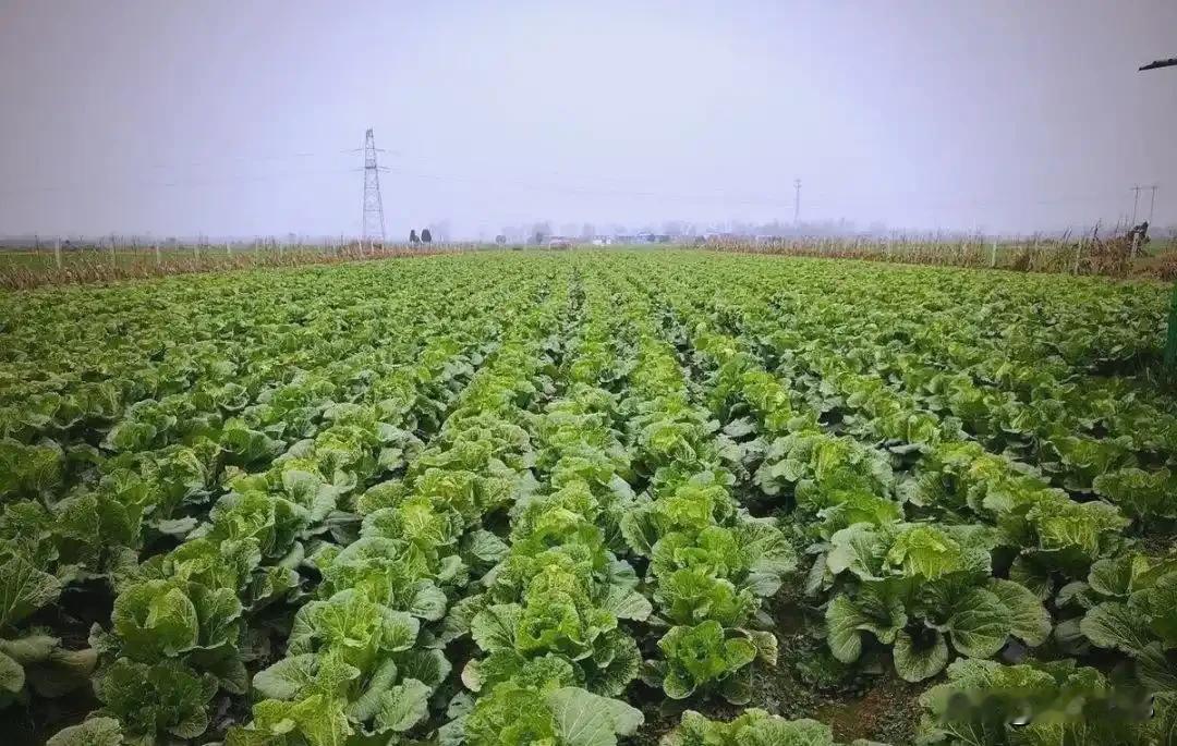 大白菜种早了，全白干！2026年最佳播种时间表出炉，现在知道还不晚说起种大