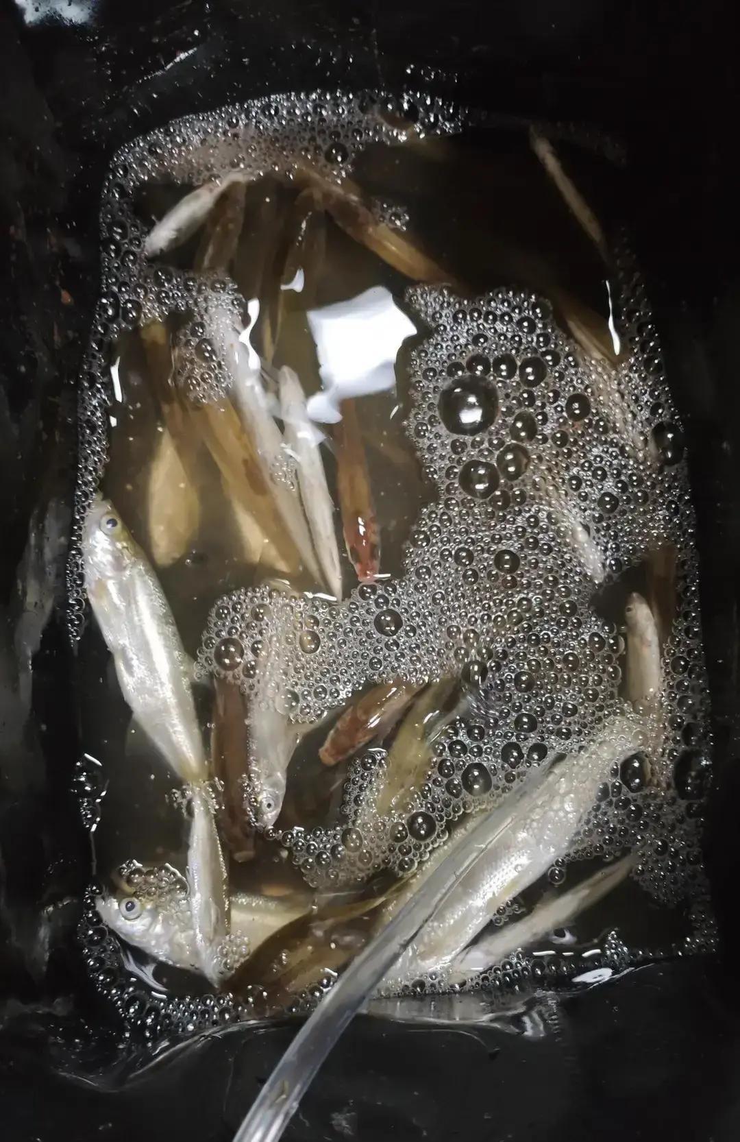 别再迷信大钩钓大鱼了。中国钓协最新指南说了，早春钓鲫鱼，3号袖钩比5号多上