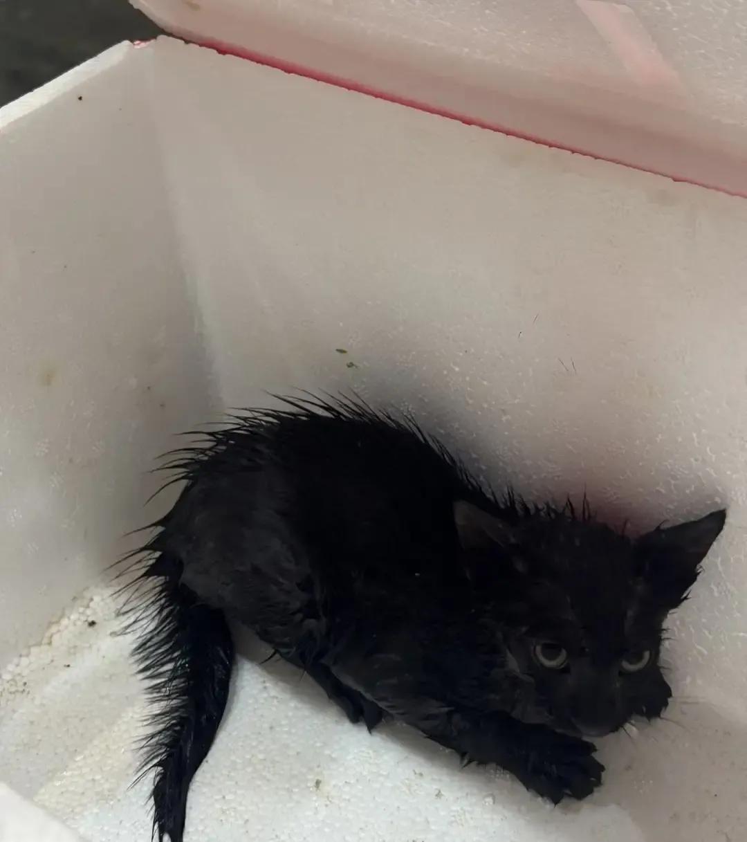 合肥味之轩金寨路店，服务员拎塑料袋把淋成落汤鸡的奶猫往外扔，被顾客拍个正着。猫