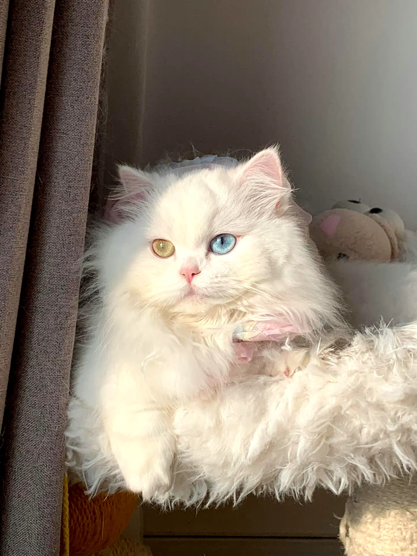 怎么会有这么好看～可爱的小猫～