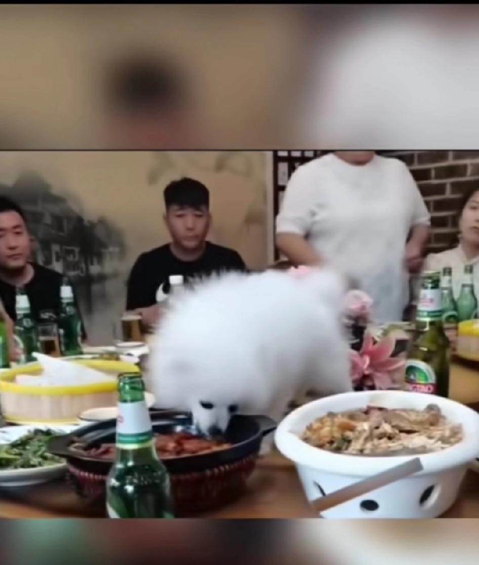 安徽某地一饭店宠物狗上桌就餐！当地通报：情况属实，商家已完成整改！