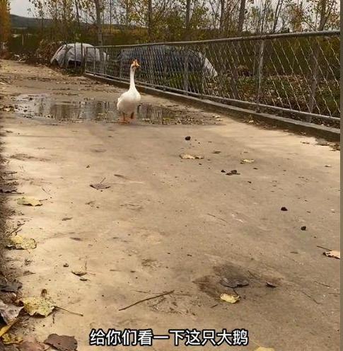 太出乎意料了”山东一男子家里养了一群鸭子和两只鹅，出去玩的时候有只鸭子掉队了，男