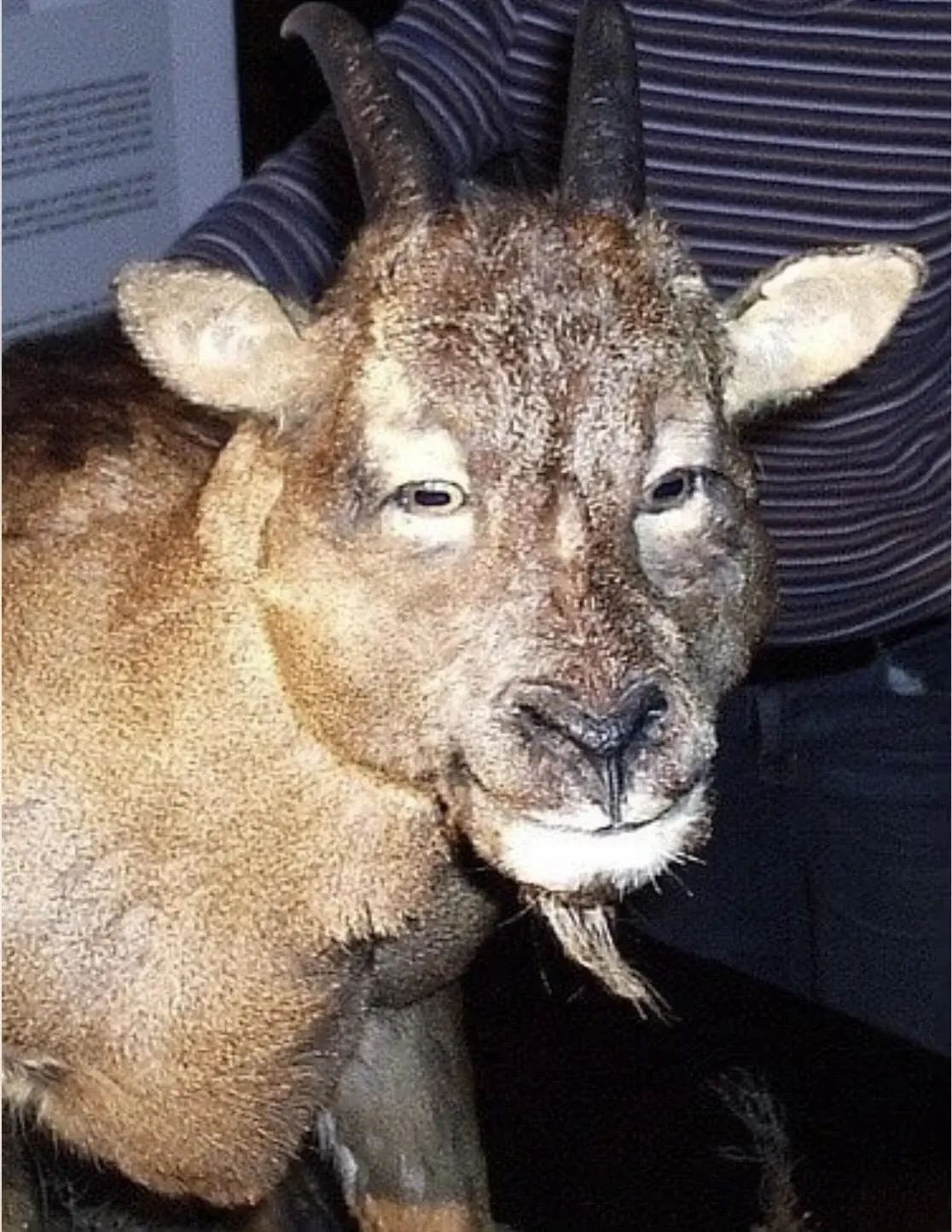 这是巴利阿里群岛洞山羊，约3000年前灭绝。是目前已知唯一眼睛朝前的山羊物种。m