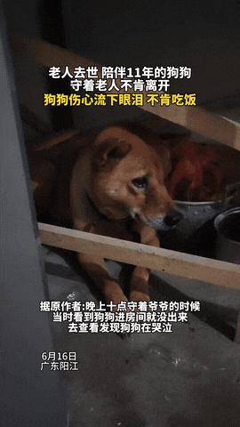 广东一女子爷爷去世，晚上十点给爷爷守灵，突然发现家里的狗子进房间后就没出来，于是