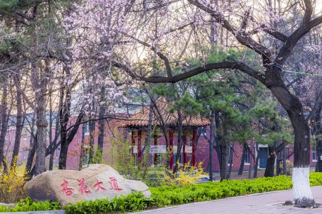 重磅消息：第十届吉大杏花节将于4月20日启幕！吉大杏花节与长春航空展作为长春两