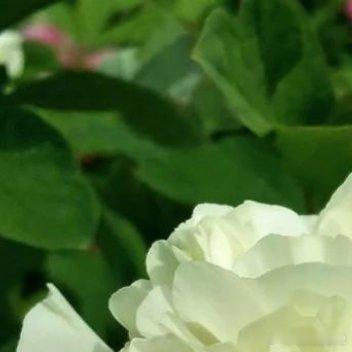 姚黄牡丹种植方法一、关键种植要点时间：北方严格遵循“秋种”原则，9月23日