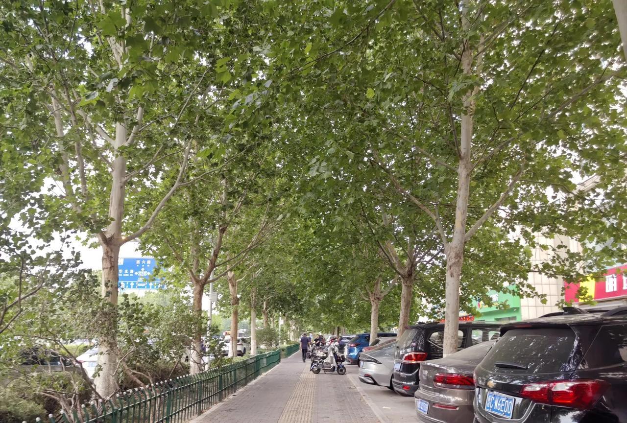 沿着淄博的马路走呀走，是一条笔直的马路，两旁是高大的梧桐树。真的是绿树成荫的感觉