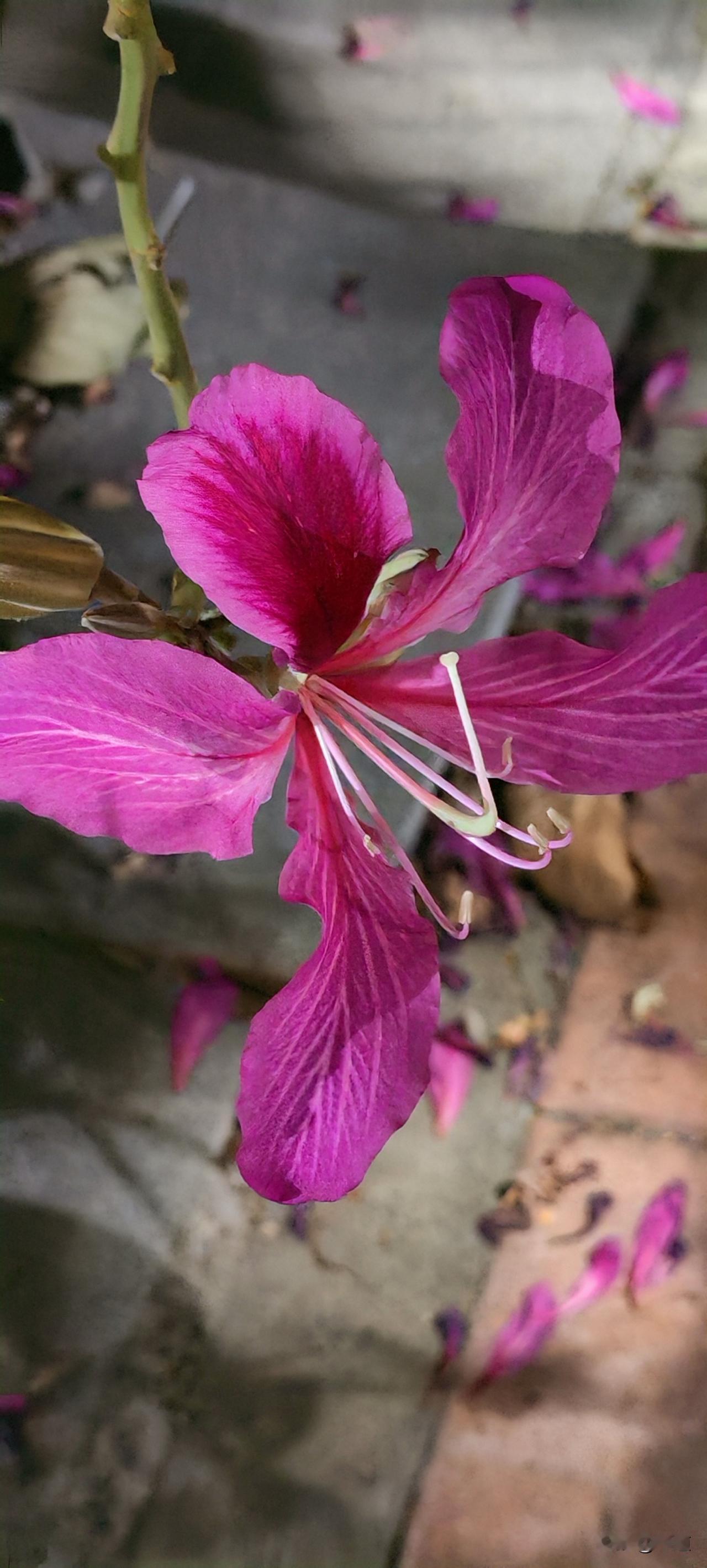 为什么受伤的总是女人？女子带着一儿一女住在市里贷款买的房子里，每月挣3000元