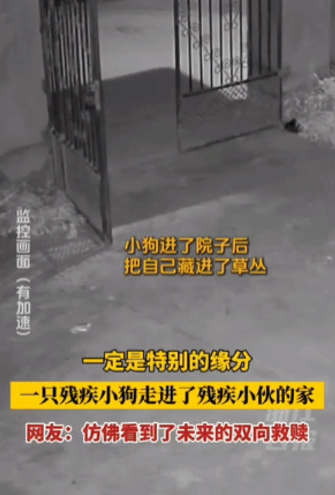江西上饶，一只小狗踉跄着爬进一户人家院子，悄悄藏进了草丛。小伙听到草丛有动静，拄