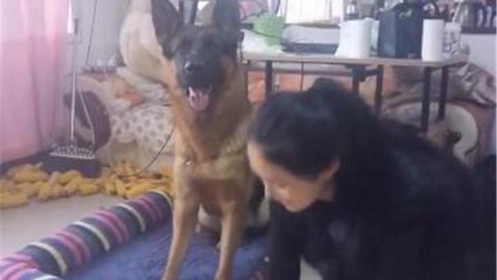 狗狗模仿人类 278877994034279618.jpg?id=0