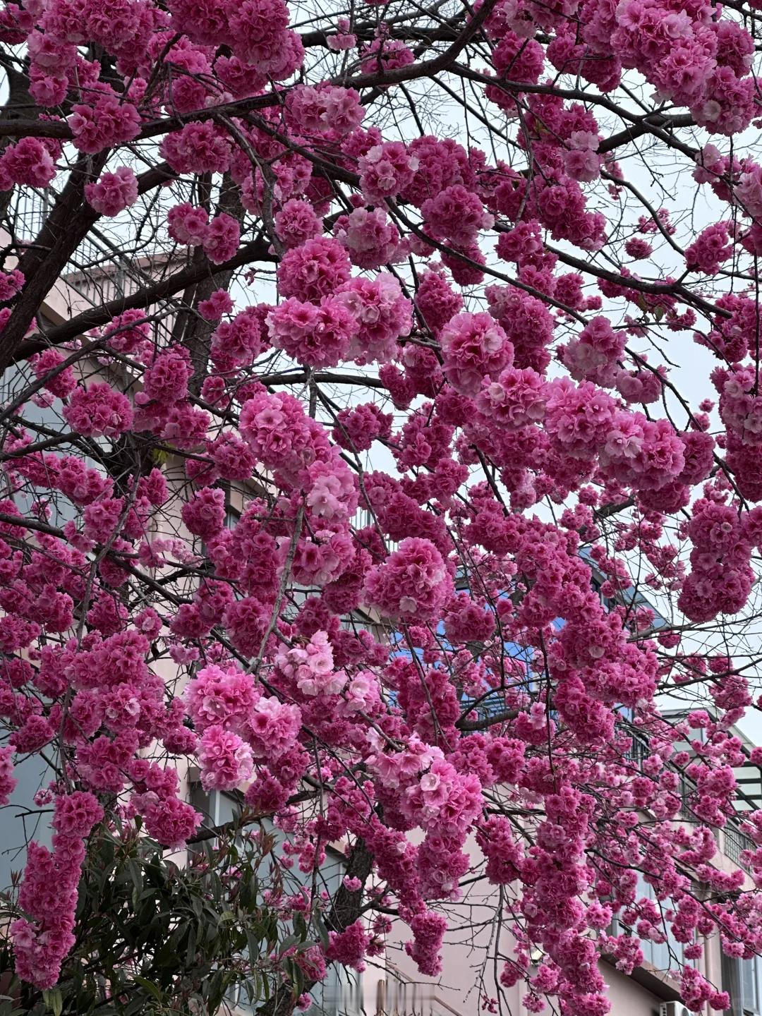 春天就是要看花！​​​