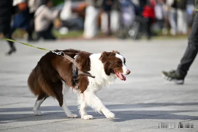今天坐地铁，听到两个人聊天，一人对另一个说：“你这是在哪儿理的头发啊，跟狗啃的似