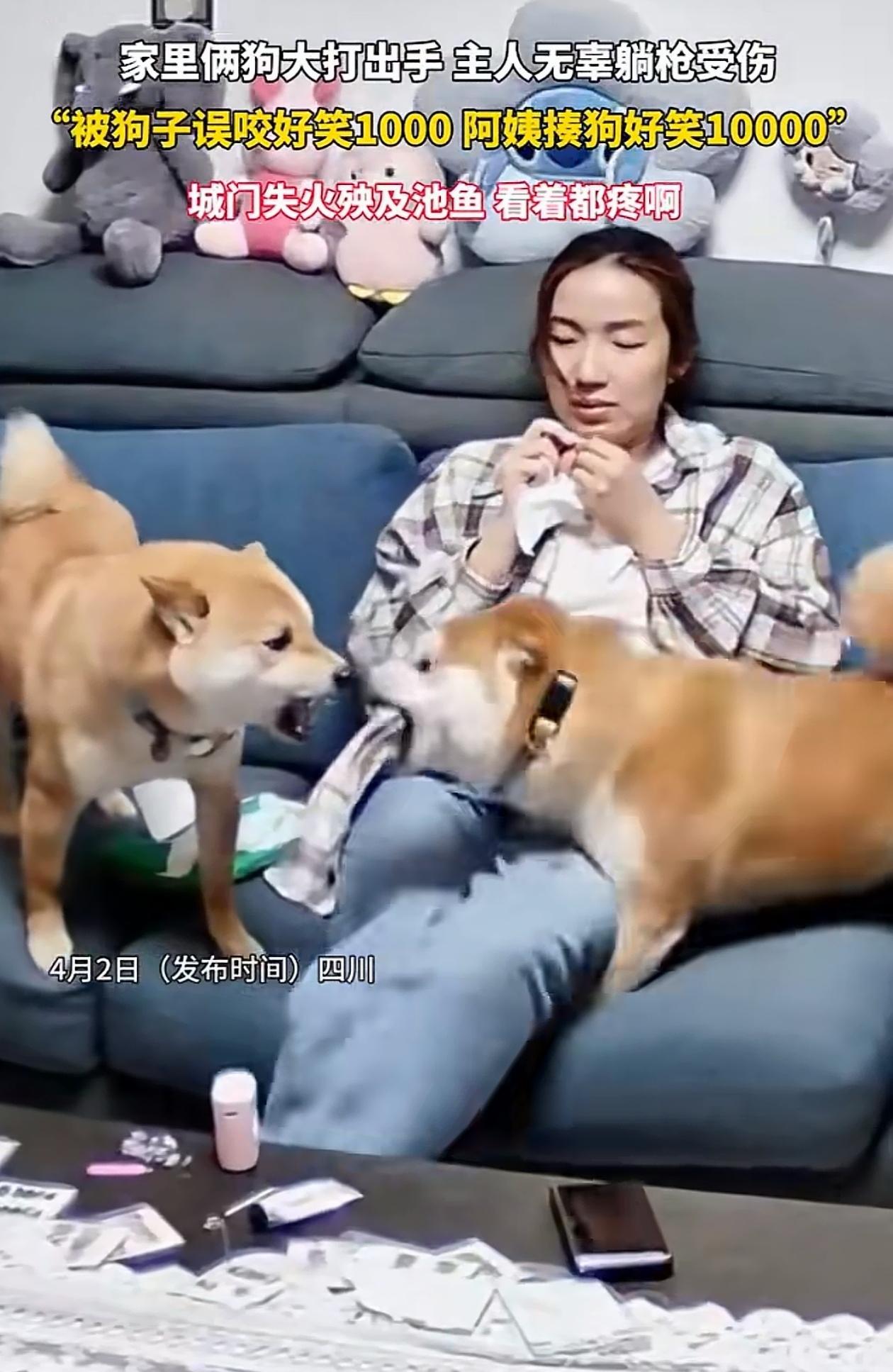 哭笑不得！四川，女子坐在沙发上玩手机，家里养的两只狗突然吵起来了，一左一右狂叫不