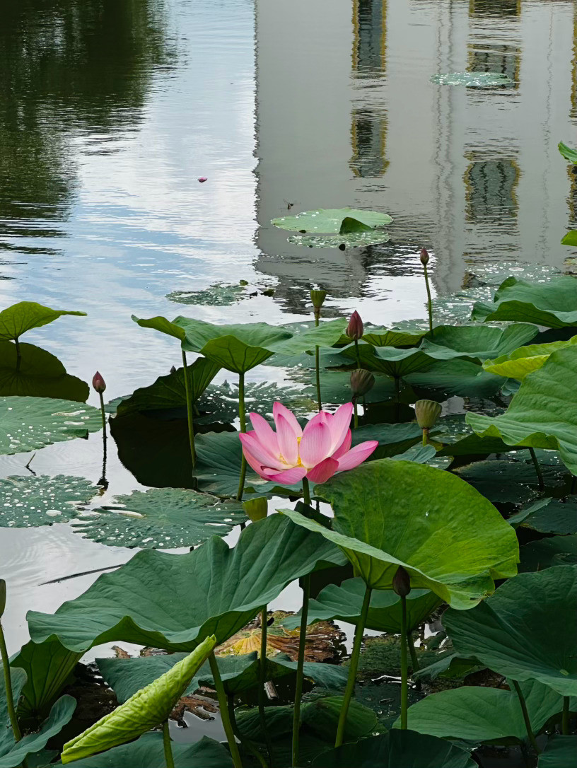 旅行来东北看到了漂亮的荷花，走过一片白桦林也不能错过，当然还有当地人民做的冰激
