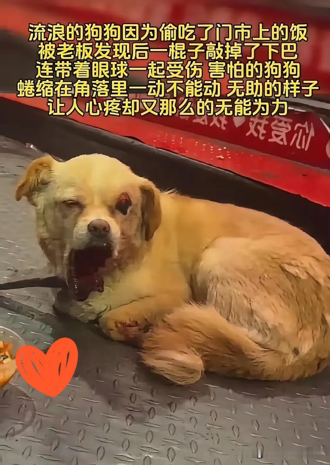 一碗剩饭，换来一条流浪狗近乎被剥夺的生命，这件苏州发生的事，撕开了人与弱小生命之