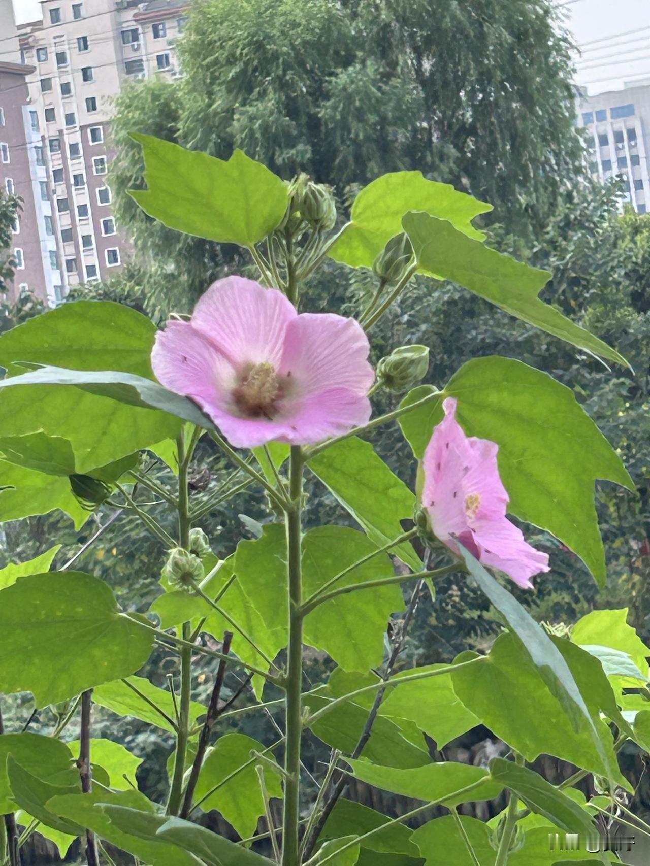 退休才敢旅游，真的太后悔年轻时没好好出去玩😭终于退休了，终于有大把时间了。