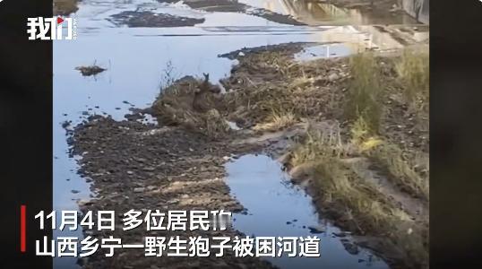 “化险为夷！”11月4日，山西乡宁县一只野生狍子困在河道中，靠喝水撑过三天才被人