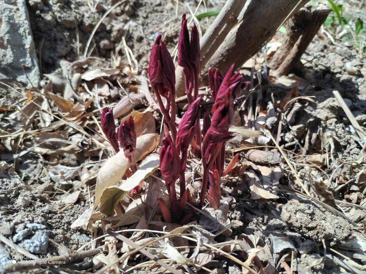 晒出你近期的原创摄影作品谁知道这是什么苗