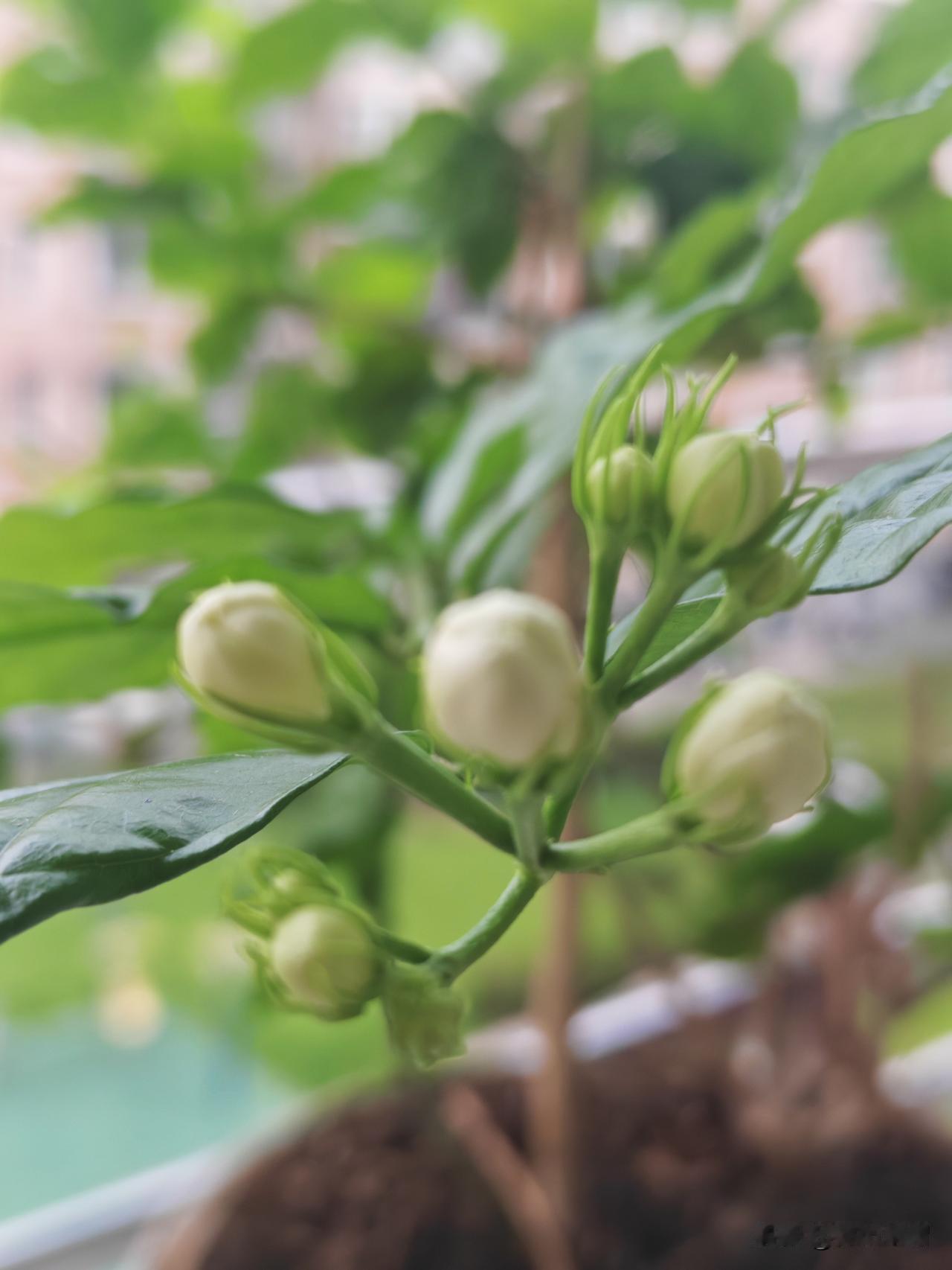 喜欢茉莉花！以前在学校教工宿舍住的时候，养了两棵茉莉花，搬家的时候送人了。后