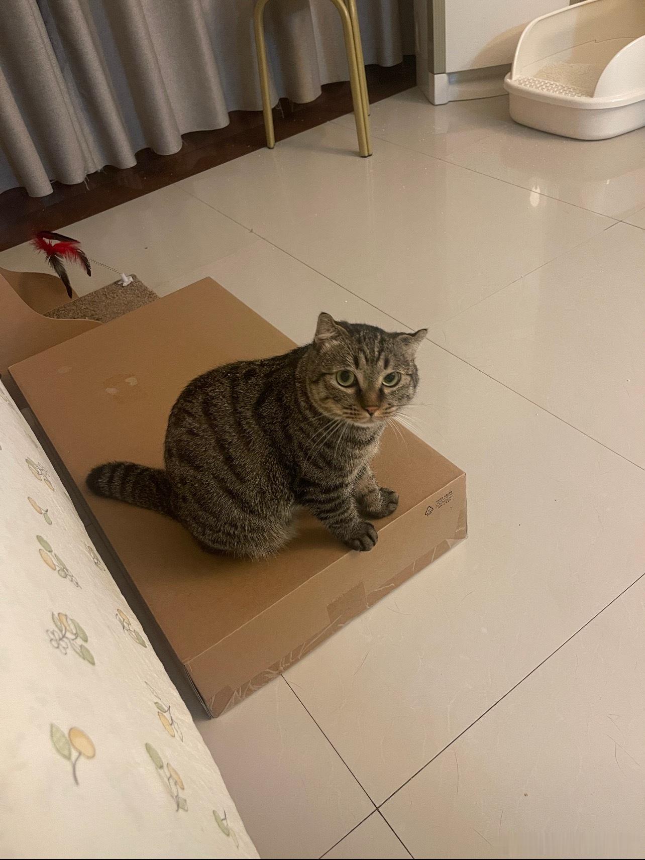 小区里有个喂猫的小姐姐说有个胖猫好久没看见了狸花猫我妈妈拿出手机亮出肉肉照