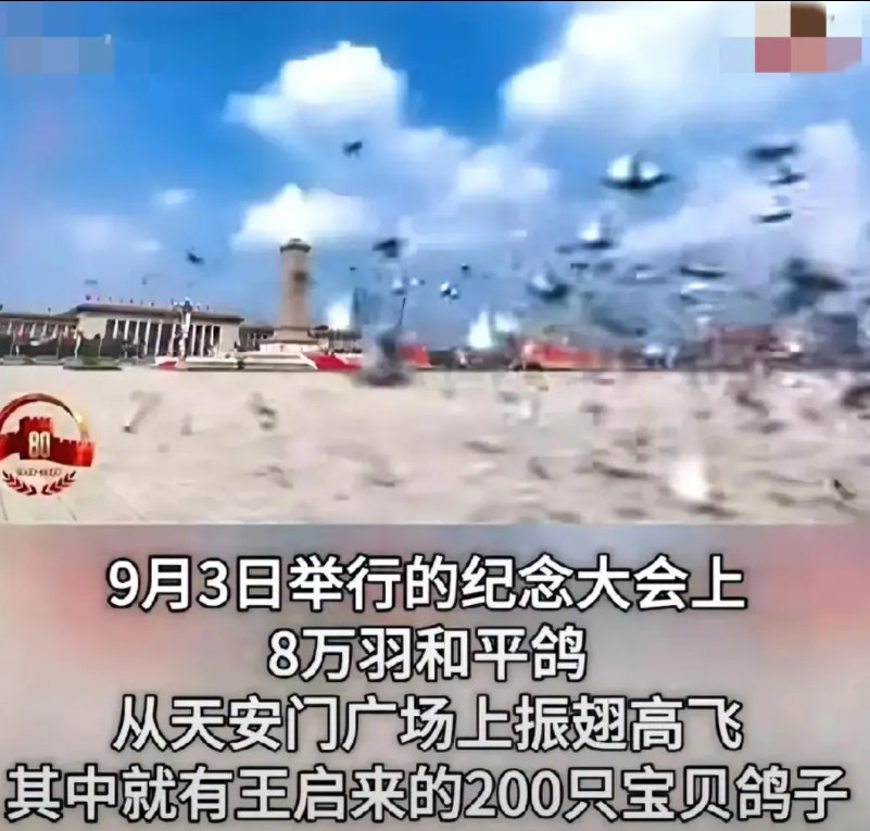 这下出名了不仅是北京，全国人民都知道了鸽户王启来养了只鸽子，回北京家竟然
