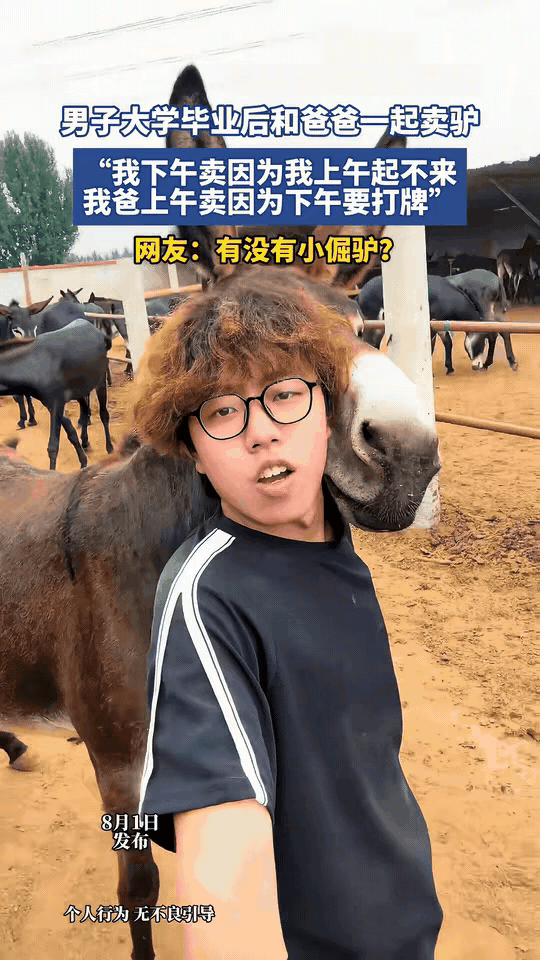 “笑不活了！”河北，男生大学毕业后没有去大城市，而是回到老家和爸爸一块卖驴，男生
