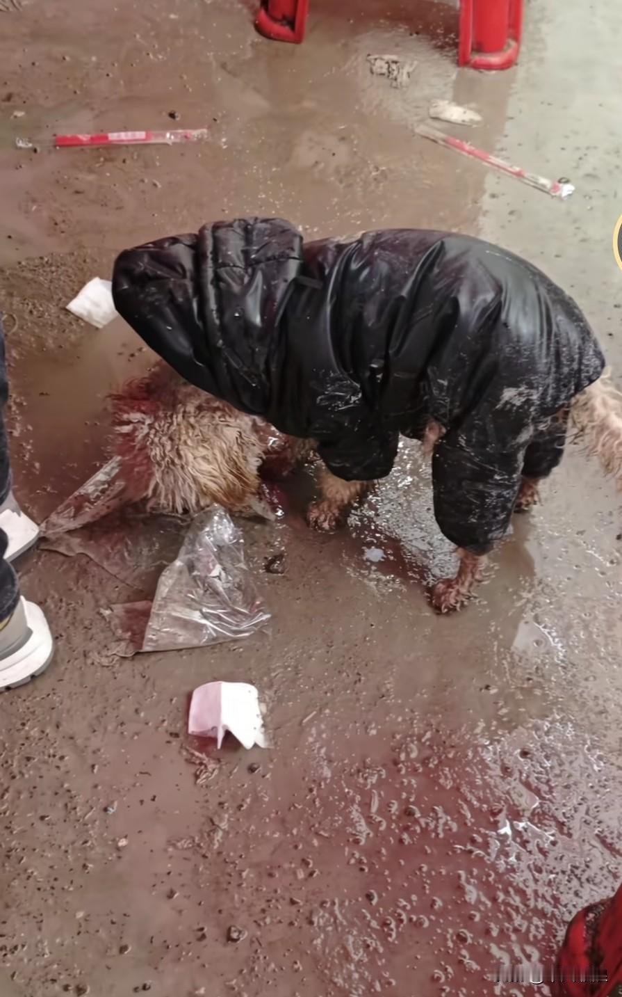 一只身着脏兮兮棉衣的流浪狗，被雨水淋得浑身湿透，沉重的毛发让它在积水的路边艰难前