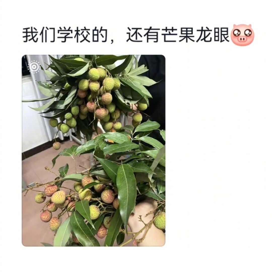 南方学校和果园没区别