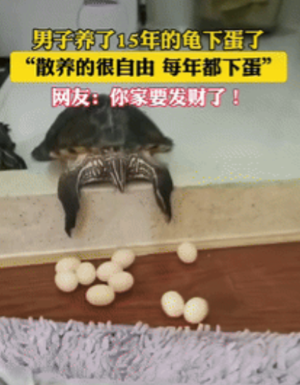 “意外的惊喜！”辽宁大连，一男子去卫生间时，突然发现养了15年的龟倒趴在门槛上，